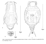 Dissotrocha spinosa