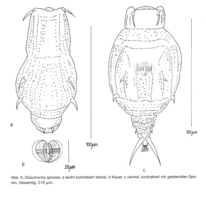 Dissotrocha spinosa