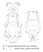Dissotrocha spinosa