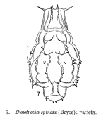 Dissotrocha spinosa