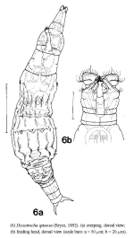 Dissotrocha spinosa