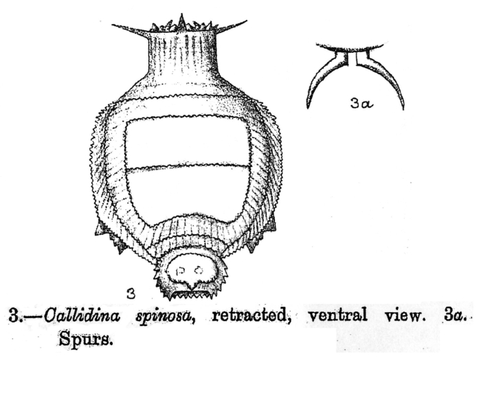 Dissotrocha spinosa - Original description image