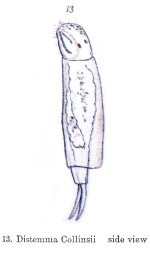 Distemma collinsii - Original description image