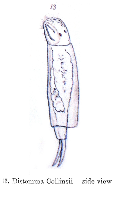Distemma collinsii - Original description image