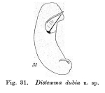 Distemma dubia - Original description image