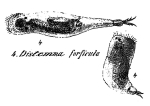 Distemma forficula