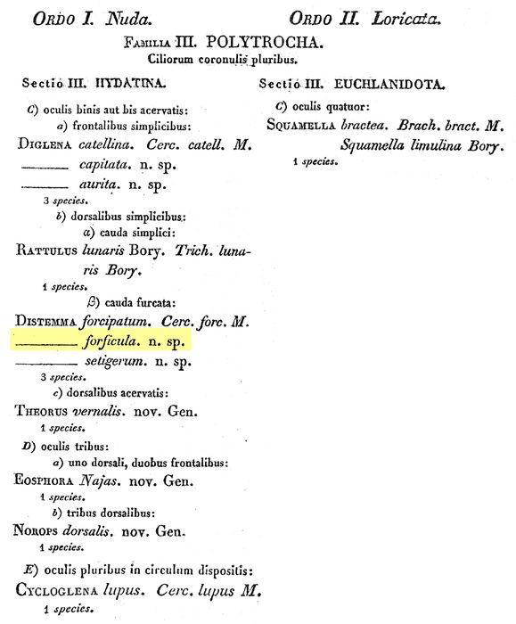 Distemma forficula