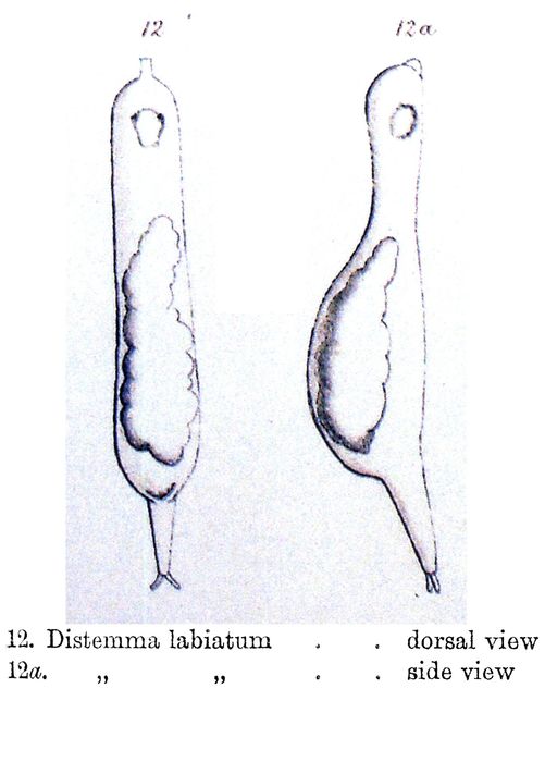 Distemma labiatum - Original description image