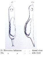 Distemma labiatum