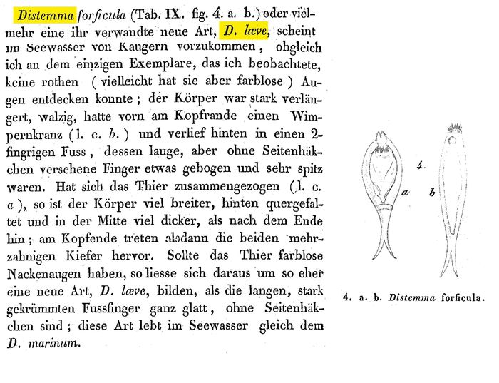 Distemma laeve - Original description image