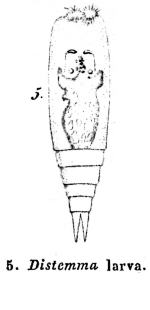 Distemma larva