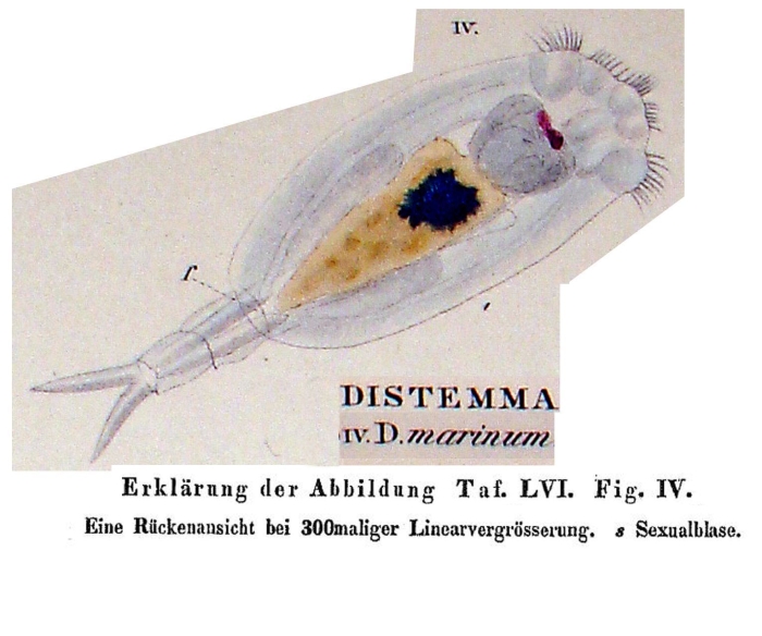 Distemma marinum - Original description image