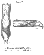Distemma platyceps