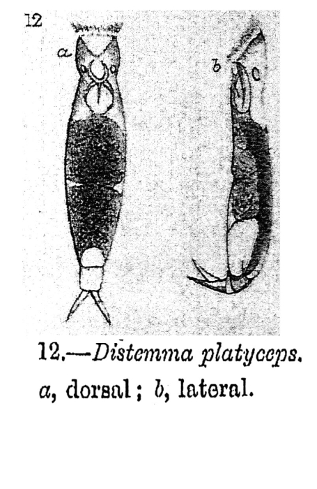 Distemma platyceps - Original description image