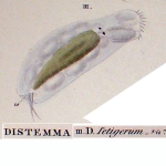 Distemma setigerum