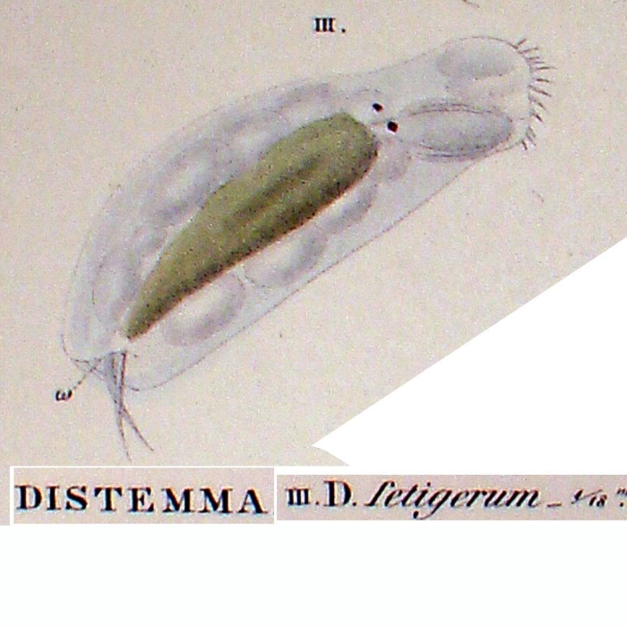 Distemma setigerum