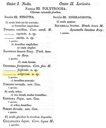 Distemma setigerum