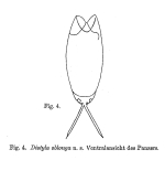 Distyla oblonga - Original description image