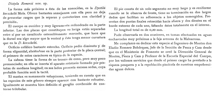 Distyla romeroi - Original description image
