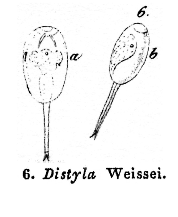 Distyla weissei - Original description image