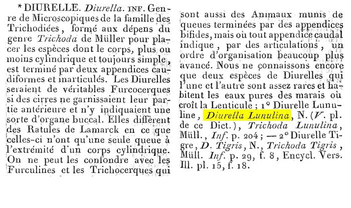 Diurella lunulina - Original description image