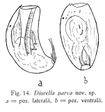 Diurella parva - Original description image