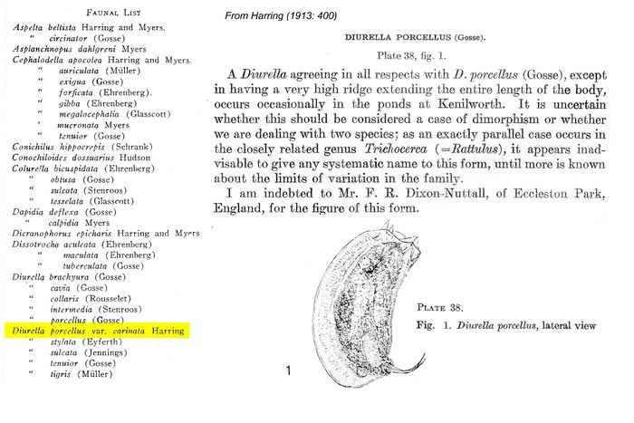 Diurella porcellus var. carinata - Original description image