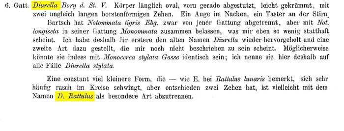 Diurella rattulus - Original description image