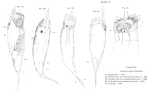 Diurella stylata