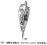 Diurella stylata