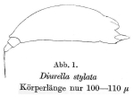 Diurella stylata