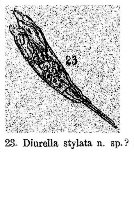 Diurella stylata - Original description image