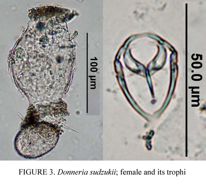 Donneria sudzukii