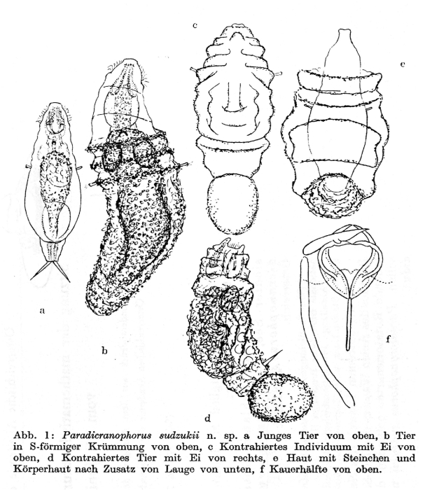 Donneria sudzukii - Original description image