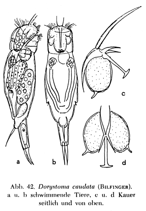 Dorystoma caudatum
