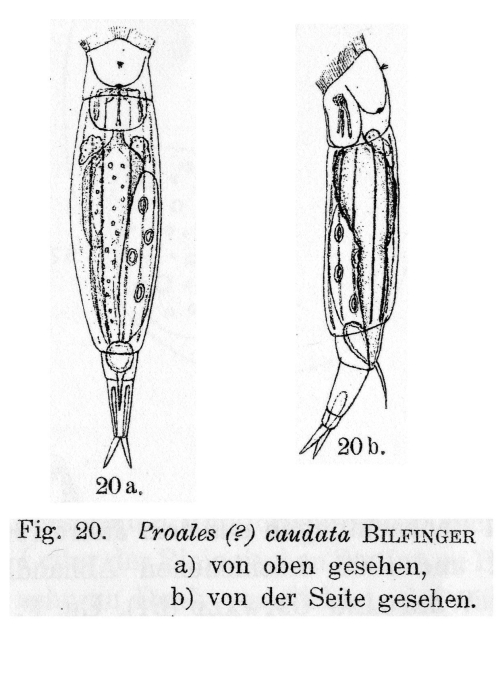 Dorystoma caudatum