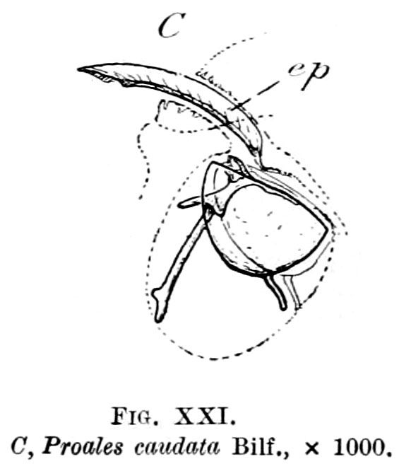 Dorystoma caudatum