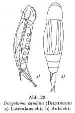 Dorystoma caudatum