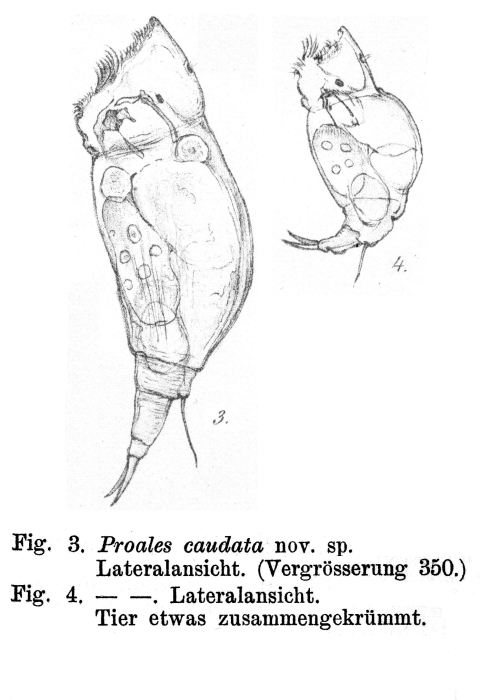 Dorystoma caudatum - Original description image