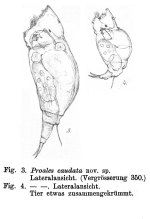 Dorystoma caudatum