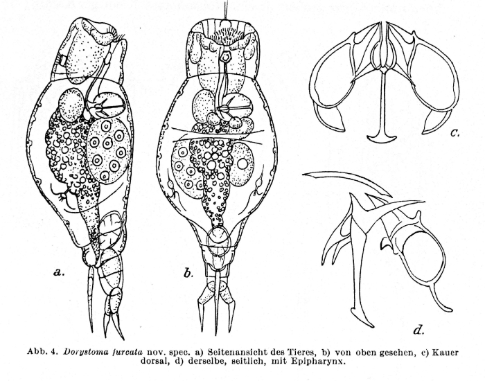 Dorystoma furcatum - Original description image