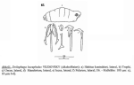 Drilophaga bucephalus
