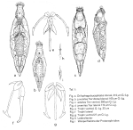 Drilophaga bucephalus