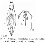 Drilophaga bucephalus