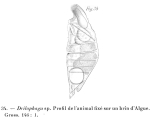 Drilophaga bucephalus