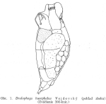 Drilophaga bucephalus