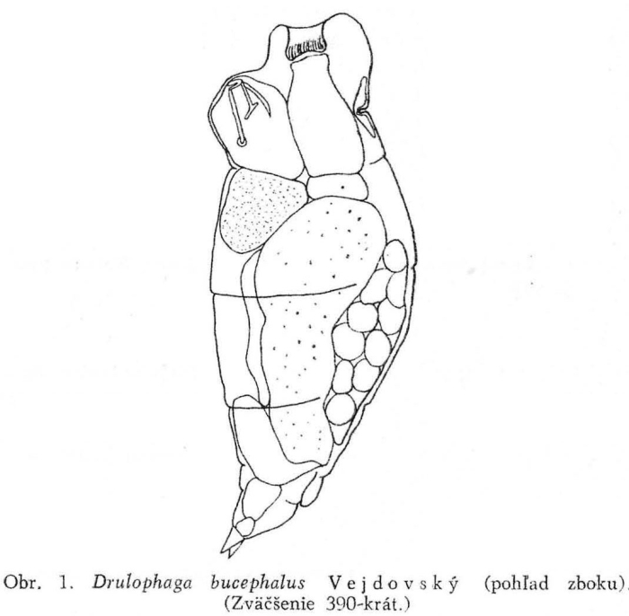 Drilophaga bucephalus