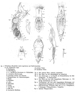 Drilophaga bucephalus - Original description image
