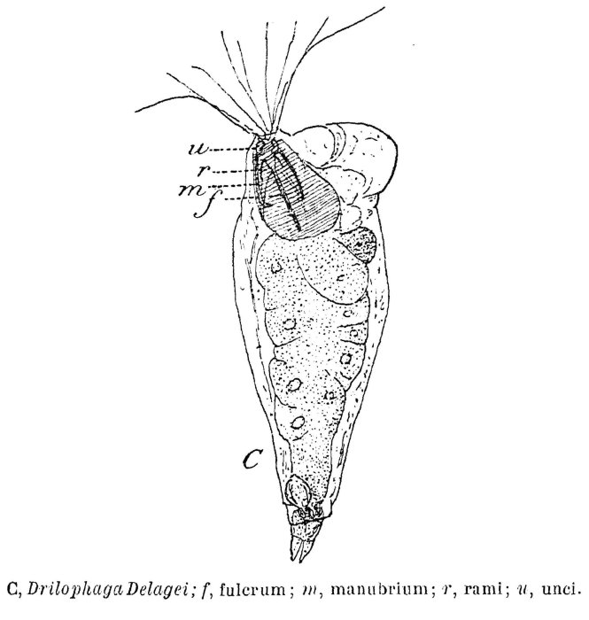 Drilophaga delagei - Original description image