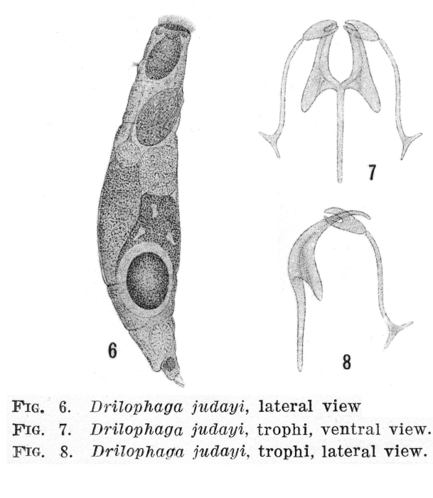 Drilophaga judayi - Original description image